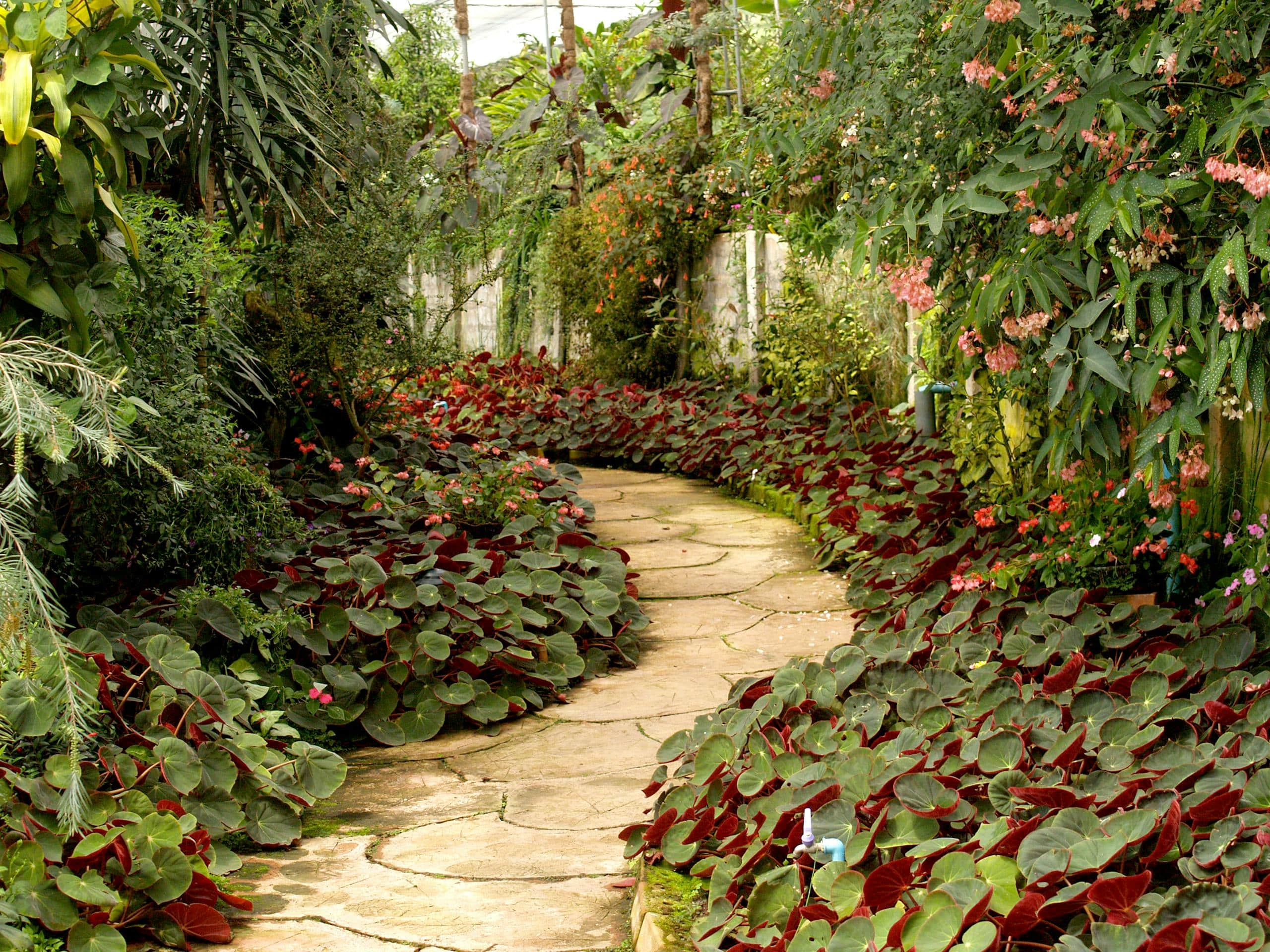 A tranquil garden pathway surrounded by vibrant tropical plants and flowers.