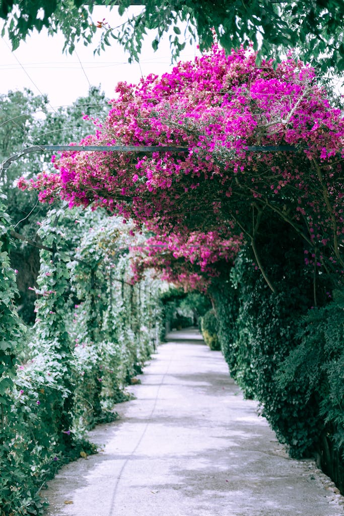 Explore a picturesque arched walkway adorned with lush pink bougainvillea flowers in a serene outdoor setting.